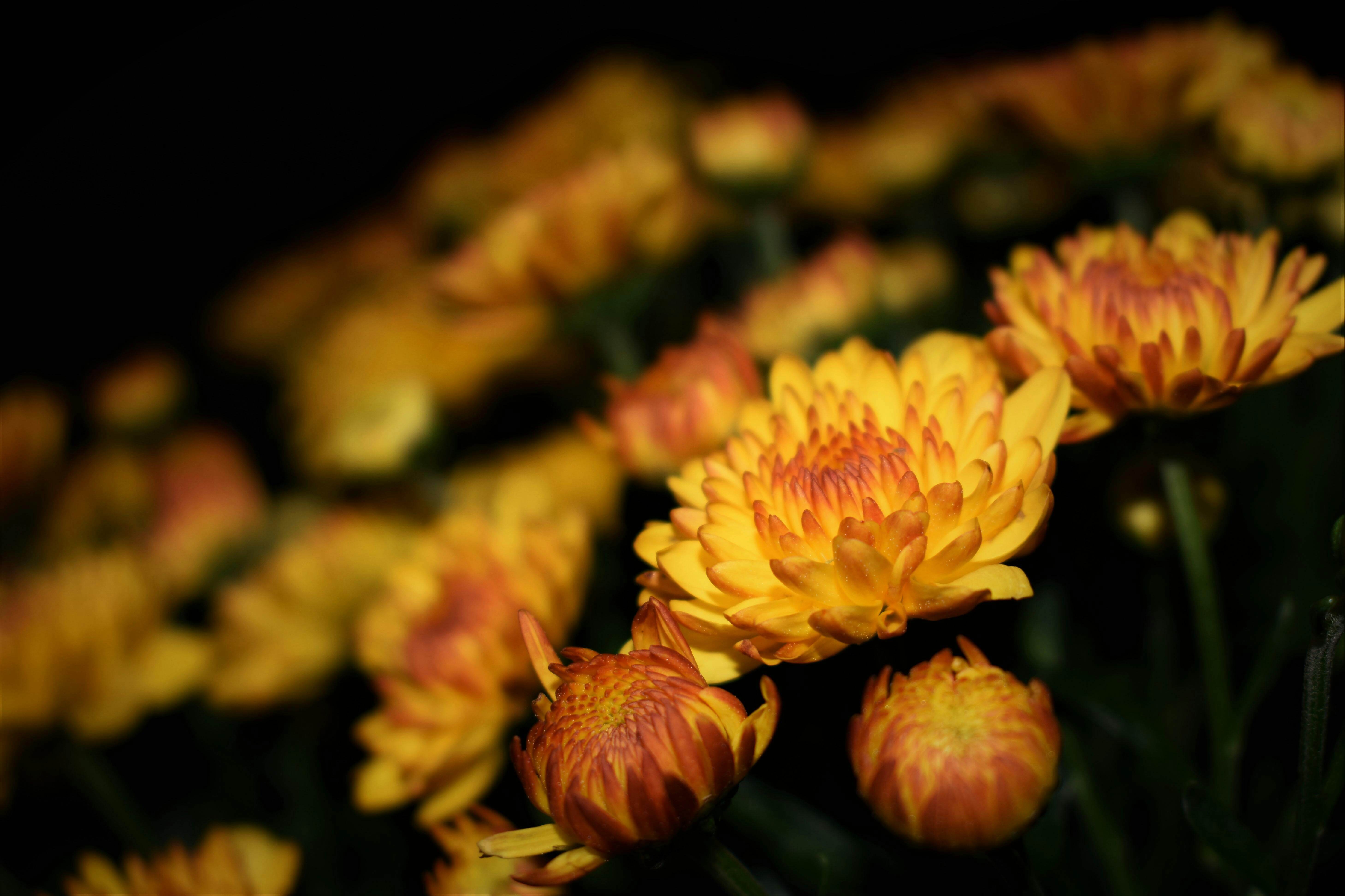 Close-up fall chrysanthemums in various stages of blooming