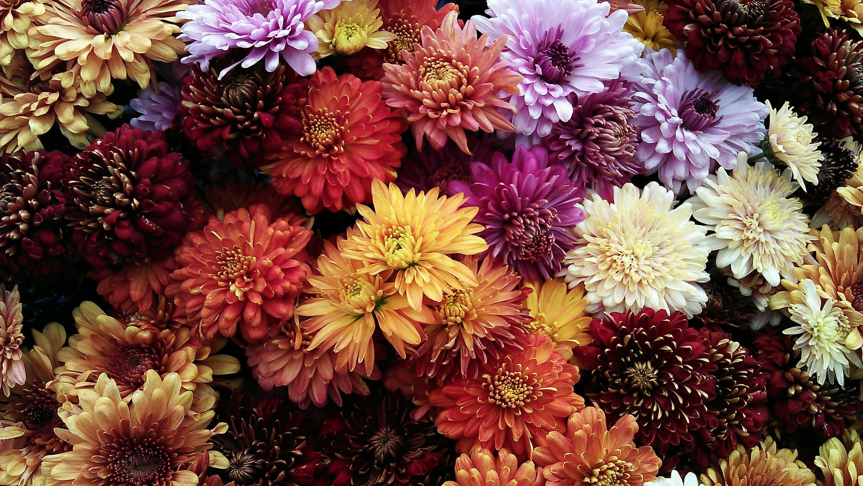 An assortment of fall garden flowers in bloom