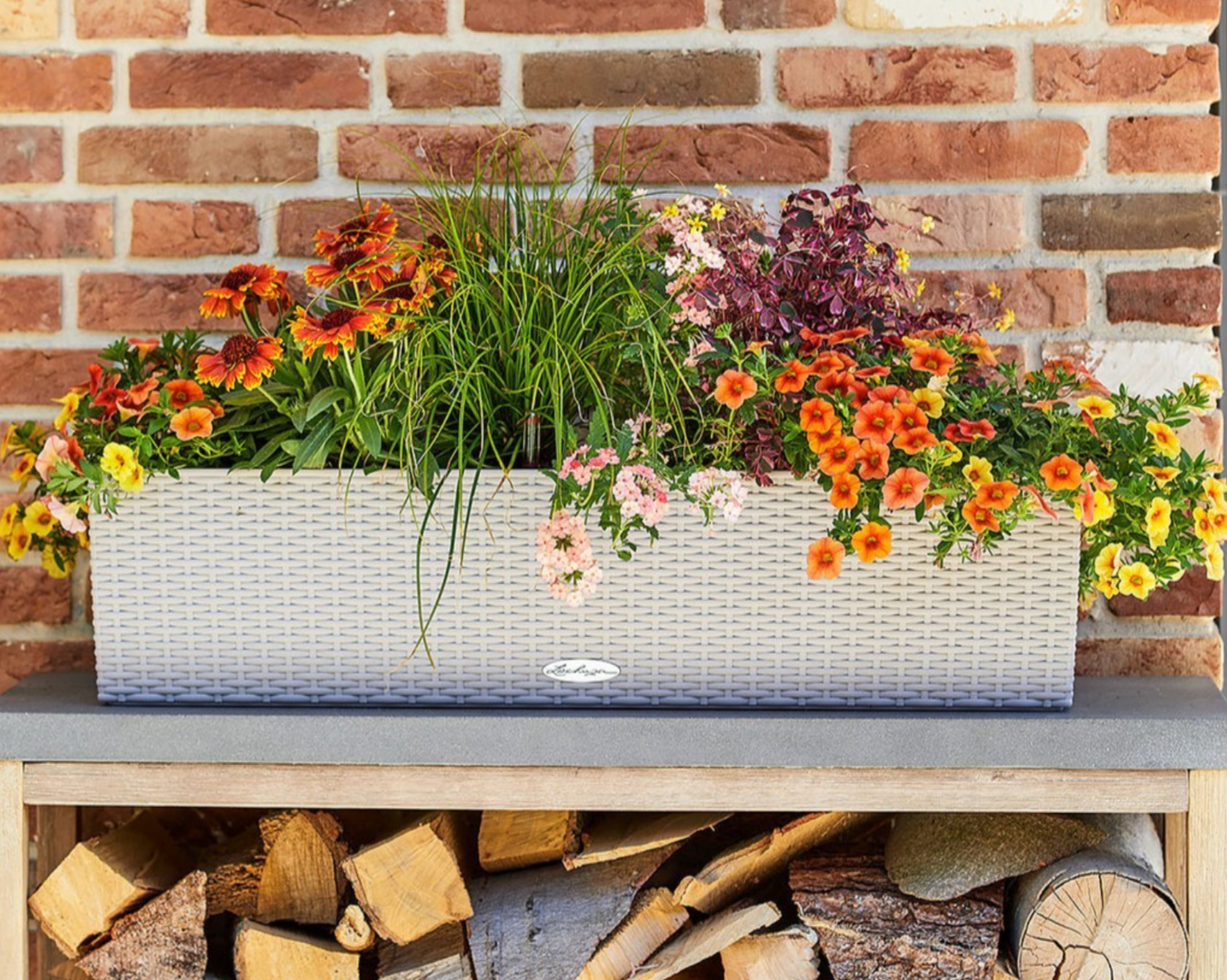 Flower suggestions for window boxes