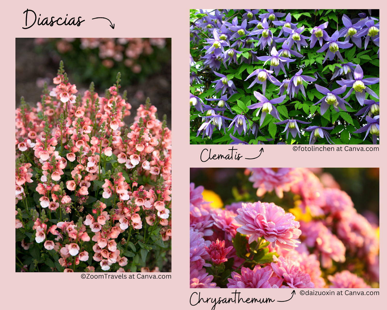 Flower suggestions for window box