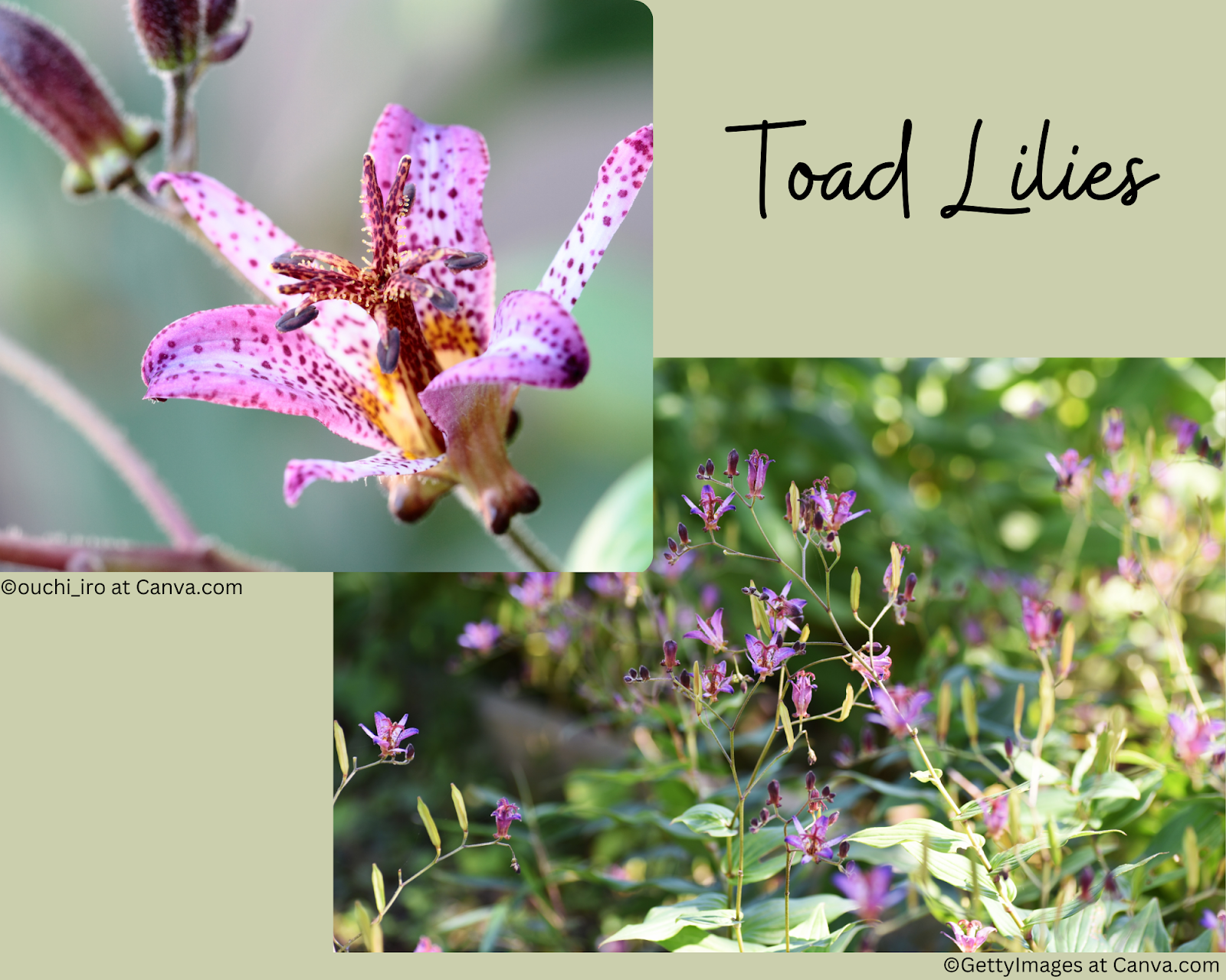 shade loving flowers for window boxes