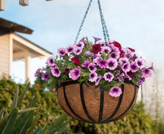 Hanging basket with purple petunias with a home in the background