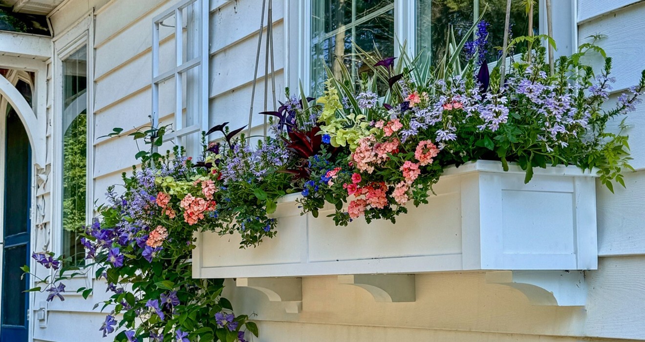 White window box under a window planted with multi color flowers